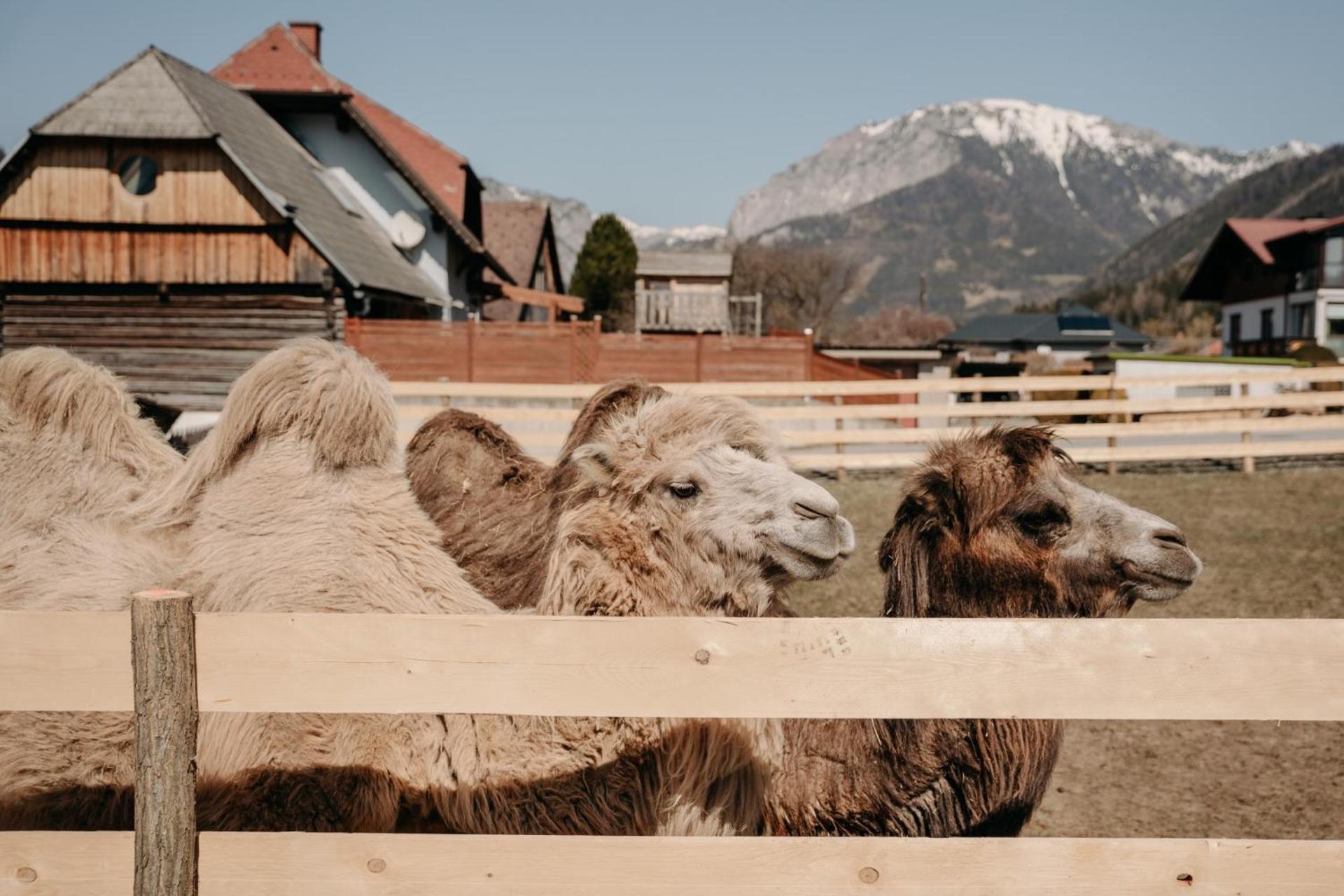 Alpakas, Lamas Und Rentiere Zum Gruenen See Grossdorf  Bagian luar foto