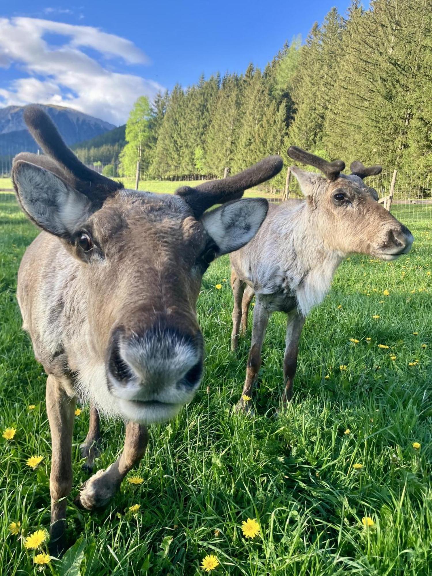 Alpakas, Lamas Und Rentiere Zum Gruenen See Grossdorf  Bagian luar foto